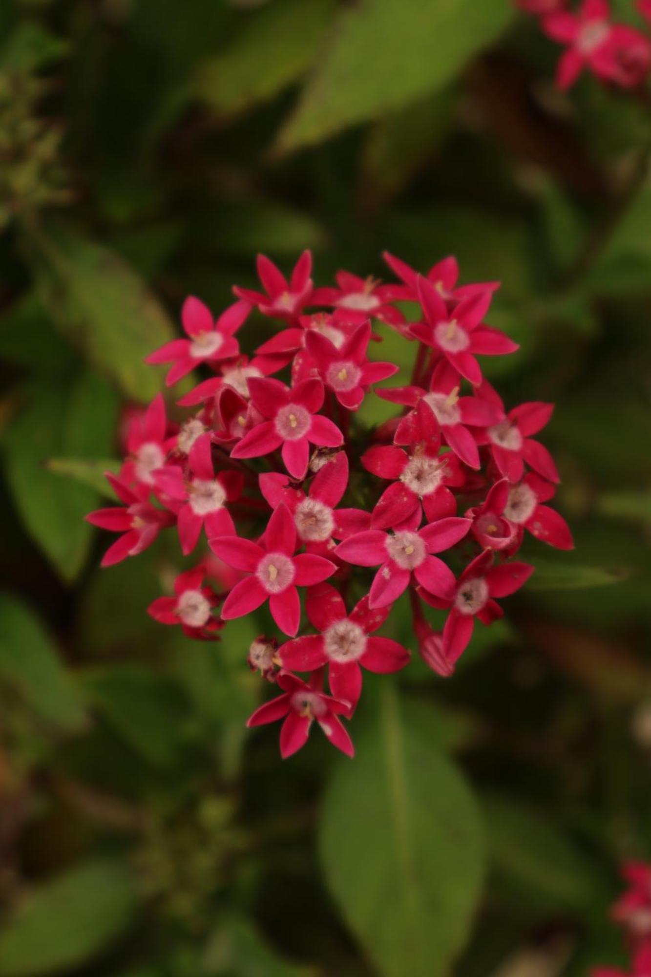 Monteverde Magic Mountain מראה חיצוני תמונה